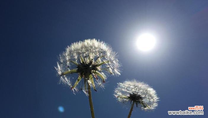 探寻蒲公英的花语和寓意 蒲公英——自由与希望的象征