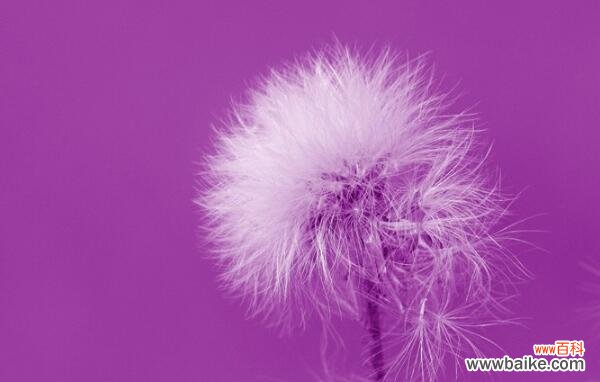 探寻蒲公英的花语和寓意 蒲公英——自由与希望的象征