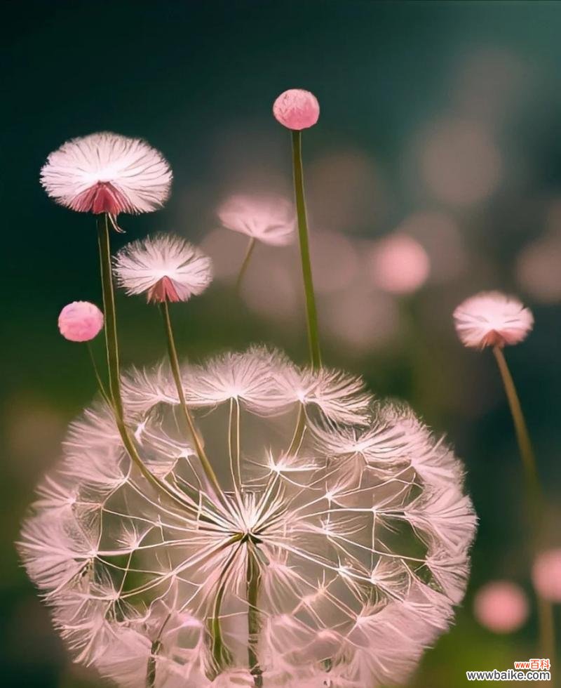 探寻蒲公英的花语和寓意 蒲公英——自由与希望的象征