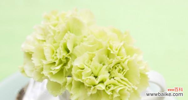 了解康乃馨花语，感受浪漫情怀 康乃馨花语的含义和传说