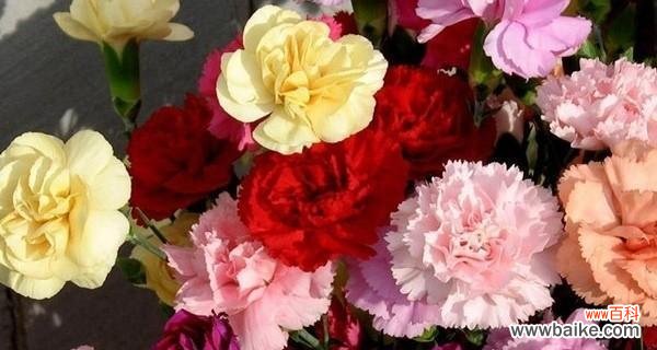 了解康乃馨花语，感受浪漫情怀 康乃馨花语的含义和传说