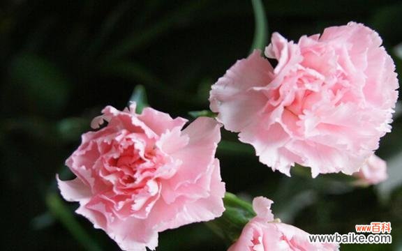 了解康乃馨花语，感受浪漫情怀 康乃馨花语的含义和传说