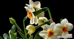 探秘水仙花的文化内涵与象征意义 水仙花的花语和寓意