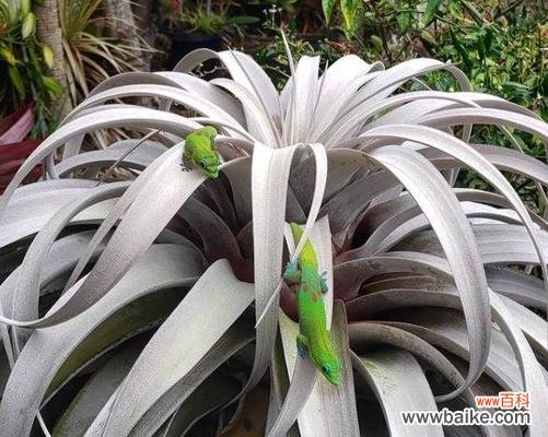 探寻空气凤梨的神秘面纱 空气凤梨花语的意义