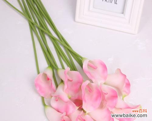 花开一瞬,绽放爱与希望;散发着坚定与勇敢的力量 粉色马蹄莲,生命的勇气