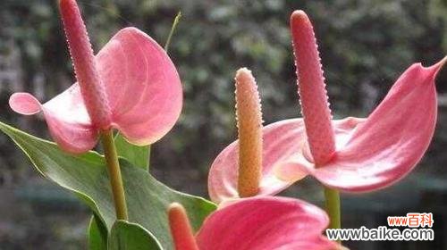 花开一瞬,绽放爱与希望;散发着坚定与勇敢的力量 粉色马蹄莲,生命的勇气