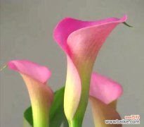 花开一瞬，绽放爱与希望；散发着坚定与勇敢的力量 粉色马蹄莲，生命的勇气