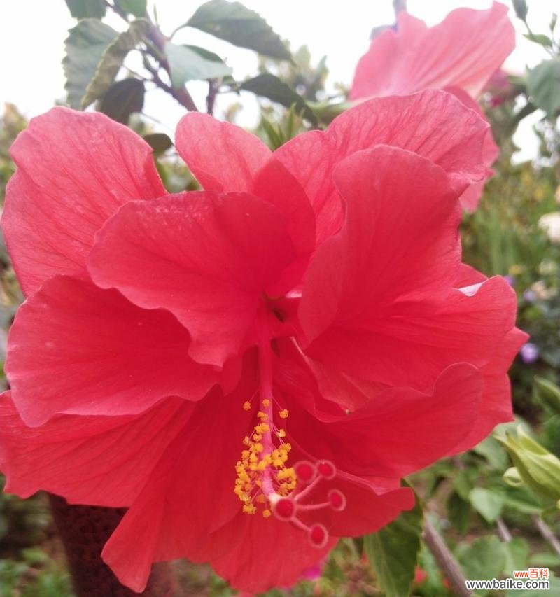 探寻扶桑花的意义与象征 扶桑花的花语与含义