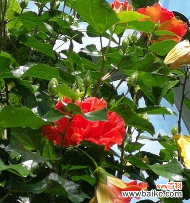 探寻扶桑花的意义与象征 扶桑花的花语与含义