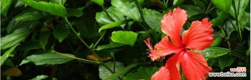 探寻扶桑花的意义与象征 扶桑花的花语与含义