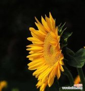 探秘向日葵的神秘语言 向日葵的花语