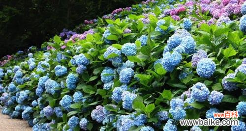 从花语中看绣球花的意义 揭秘绣球花花语