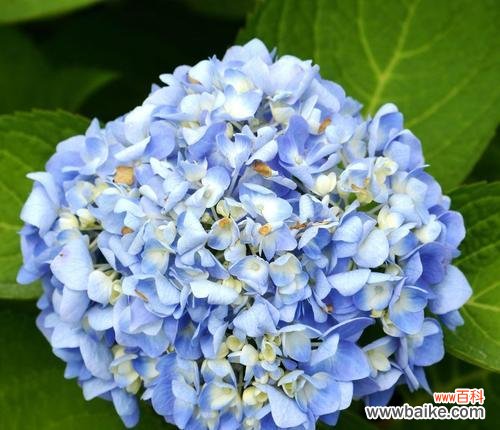 从花语中看绣球花的意义 揭秘绣球花花语