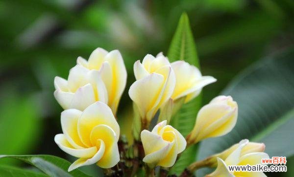 用花语感受鸡蛋花的美丽 鸡蛋花的花语解读