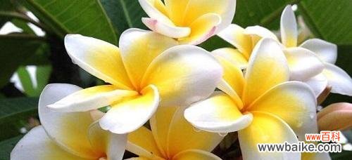 用花语感受鸡蛋花的美丽 鸡蛋花的花语解读