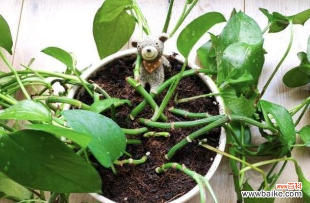 揭开绿萝的秘密 绿萝