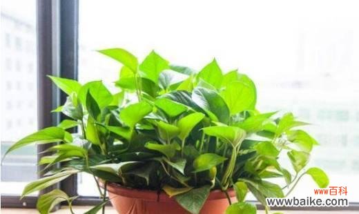 探寻绿萝花语的神奇魅力 绿萝花语与喻意的传承与发展