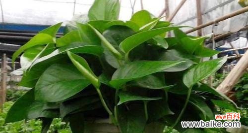 以绿萝开花看世界的美好 绿萝开花的寓意——生命的奇迹