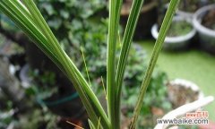 以绿色惠兰花为纽带 探寻绿色惠兰花的花语之美