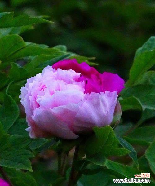 紫色牡丹花寓意是什么？如何正确解读其象征意义？