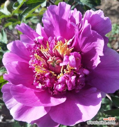 紫色牡丹花寓意是什么？如何正确解读其象征意义？