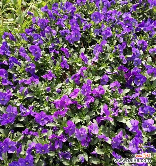 紫色玉兰花代表什么含义?紫色玉兰花的花语有哪些常见问题?