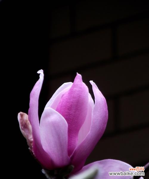 紫色玉兰花代表什么含义?紫色玉兰花的花语有哪些常见问题?