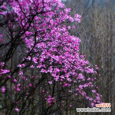 紫色玉兰花代表什么含义?紫色玉兰花的花语有哪些常见问题?