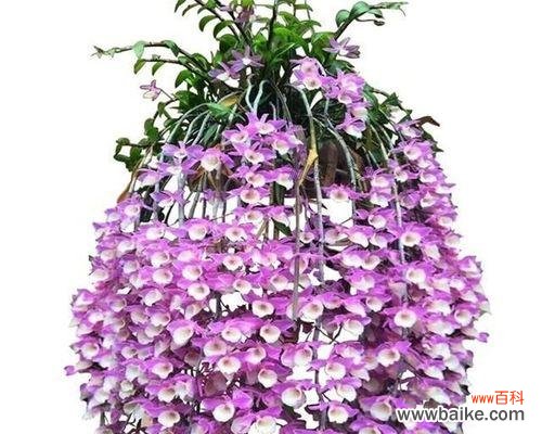 紫色泰国洋兰花语有哪些含义？