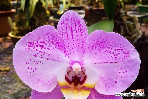 紫色泰国洋兰花语有哪些含义？