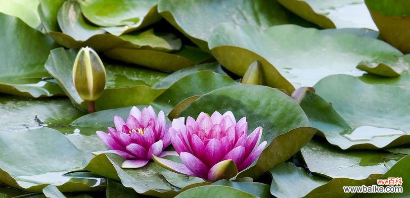 紫睡莲的花语有哪些含义？