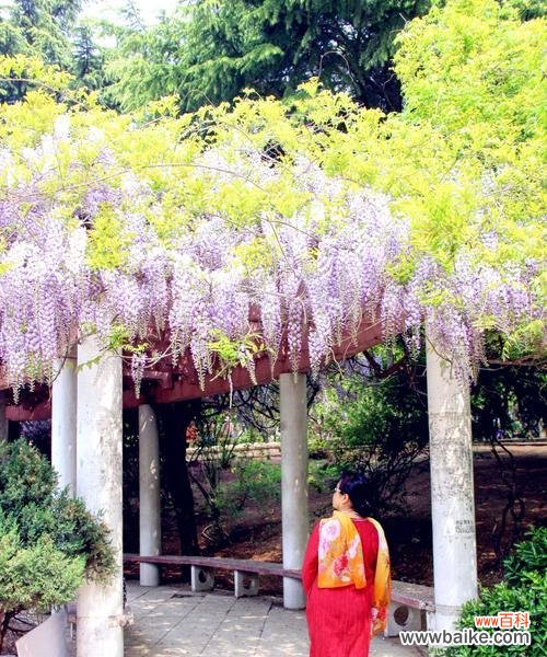 紫藤花的花语是什么含义?它的香味有何特点?