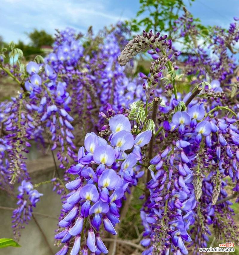 紫藤罗花花语是什么？如何用紫藤罗花表达爱意？