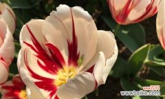 紫郁金香的花语是什么？如何正确解读紫郁金香的含义？