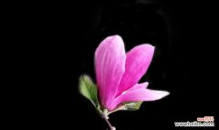 紫玉兰花象征着什么？紫玉兰花的寓意有哪些常见问题解答？