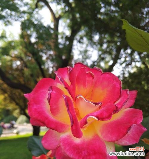 紫月季花语是什么？了解紫月季的象征意义和文化背景？