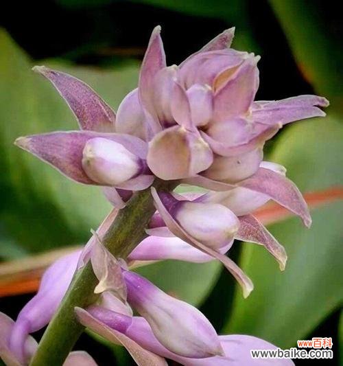 子萼玉簪花语有哪些含义？