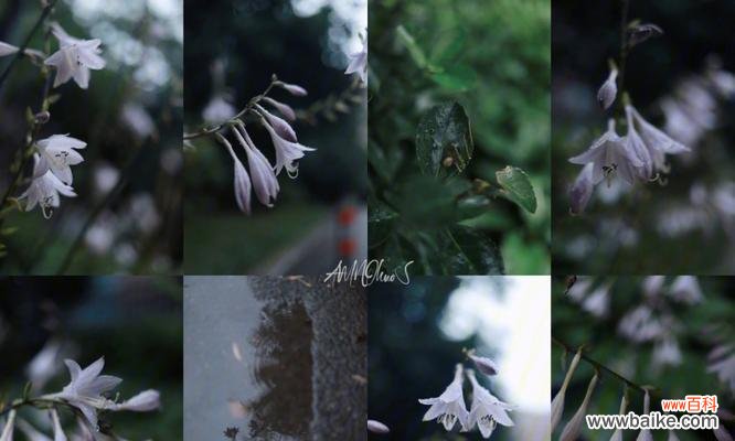 子萼玉簪花语有哪些含义？