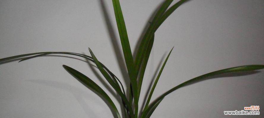 最能代表兰花的品种有哪些？如何区分不同兰花品种？