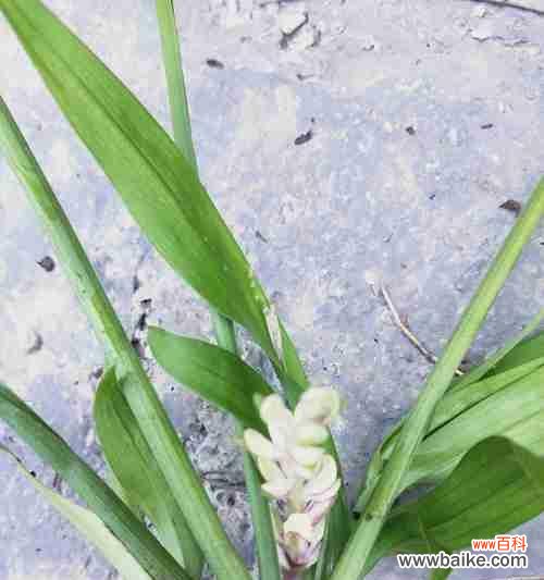 最能代表兰花的品种有哪些？如何区分不同兰花品种？