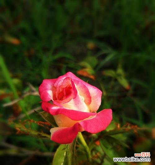 芙蓉月季花语是什么？如何用月季表达爱意？