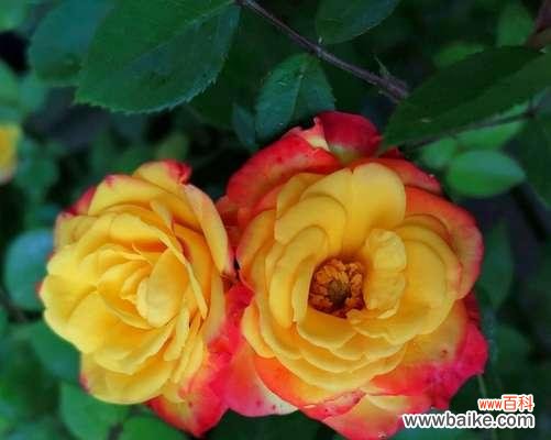 芙蓉月季花语是什么？如何用月季表达爱意？