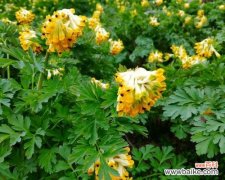 堇花的花语是什么？堇花的形态特征有哪些？