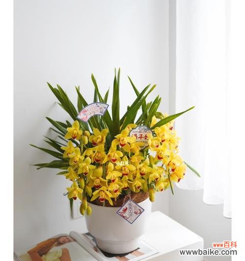 蕙兰花语和寓意是什么意思？如何正确理解蕙兰的象征意义？