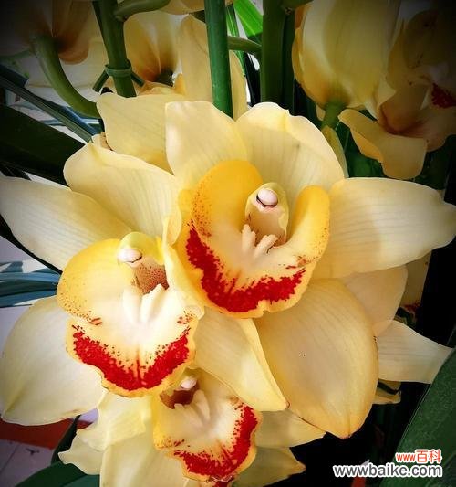 蕙兰花语和寓意是什么意思？如何正确理解蕙兰的象征意义？