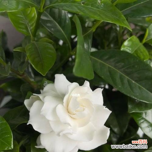 栀子花通常几月开花?它象征着什么意义?