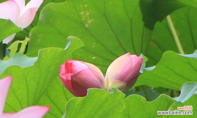 诠释花语,领悟人生之美 并蒂莲花——爱情的化身