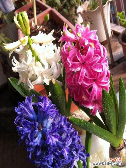 探究这种花卉的寓意和象征 风信子的花语象征与寓意