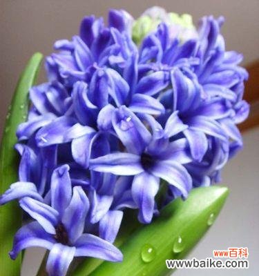 探究这种花卉的寓意和象征 风信子的花语象征与寓意