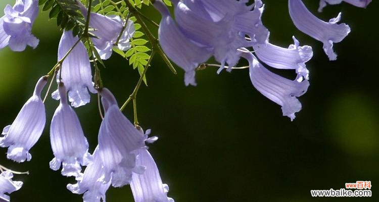 探寻蓝花楹花朵的神秘力量与人们的情感交流 蓝花楹花语的含义